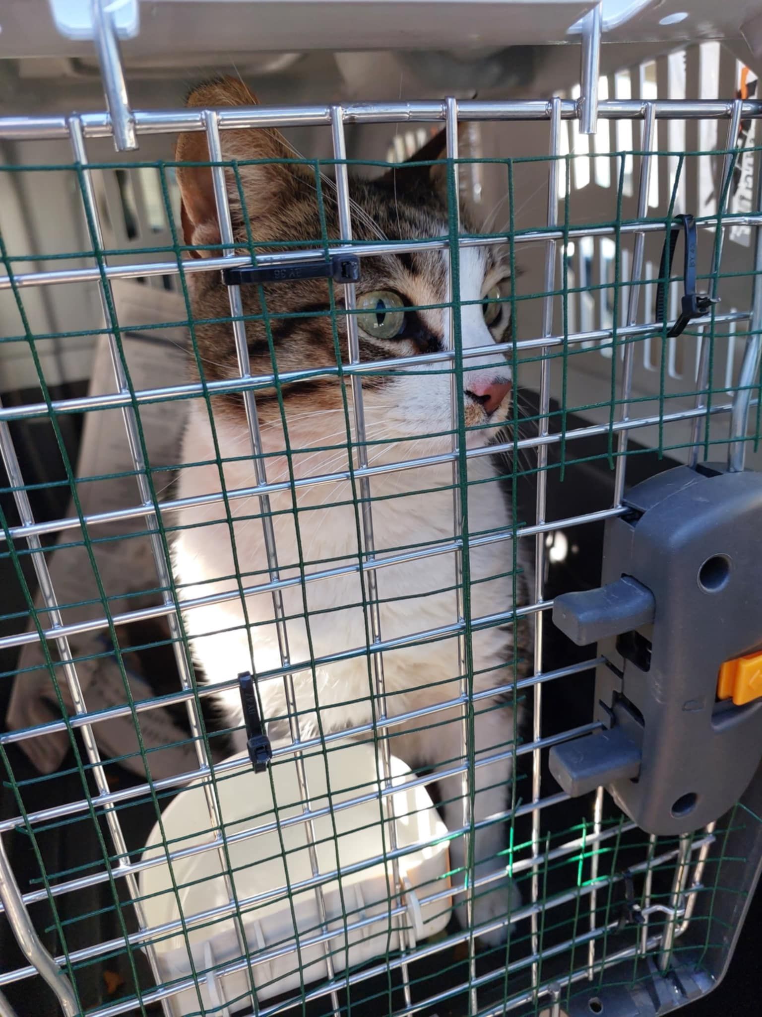 CAT TRAVEL PAGE