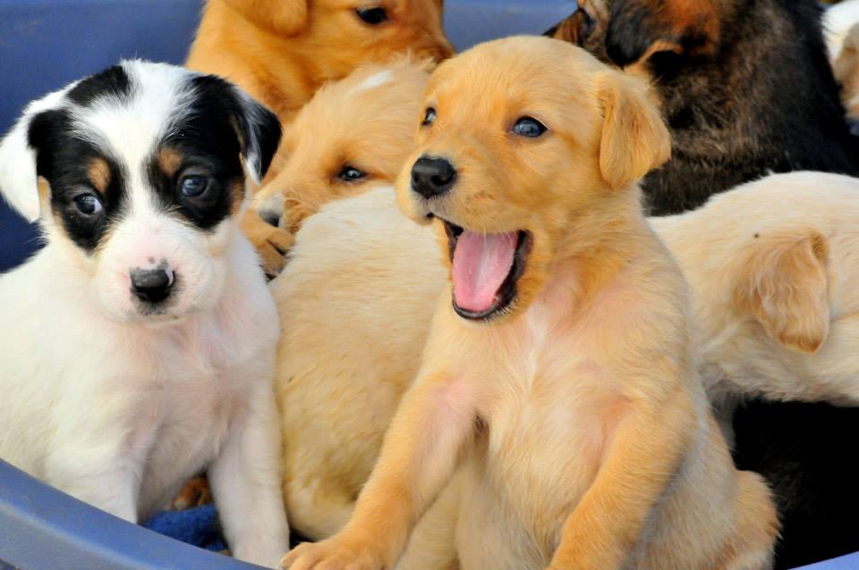 puppies